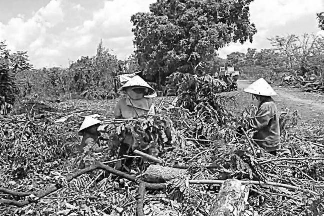 Nghề mót củi quả đúng là cực nhọc, mùa nắng thì từ trưa đến chiều phải phơi mình dưới cái nắng đổ lửa. Mùa mưa, củi về nhiều, nhưng lại càng cực khổ hơn vì phải dầm mưa suốt ngày và kéo củi trong sình lầy. Khó khăn cực nhọc là vậy, nhưng những “tiều phu” này vẫn bám trụ với bãi rác, vẫn nhặt nhạnh từng cành cây, vẫn chắt chiu từng đồng bán củi để trang trải cuộc sống gia đình.