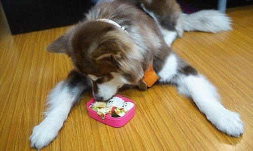 Trong bữa ăn hàng ngày, Coco thường được cậu chủ cho xơi những món đắt tiền như… sushi.