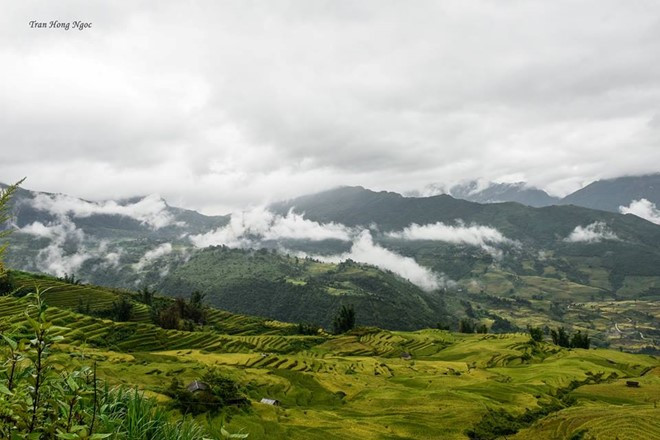 Ruộng bậc thang ở Y Tý và một số xã lân cận như A Mú Sung, A Lù, Ngải Thầu… rất đẹp. Chúng như những đợt sóng tràn theo những triền núi chênh vênh, chảy thoải xuống tận thung lũng như một biển vàng ngút ngàn.