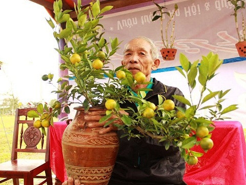 Để giới thiệu đến du khách những chậu quật ấn tượng nhất, ngay từ sáng sớm, những nghệ nhân trồng quật nổi tiếng đã tất bật trưng bày và trang trí chăm sóc cho cây quật của mình.