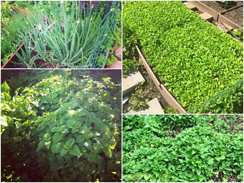Ngoài ra, chị còn dành nhiều thời gian chăm chút cho khu vườn trồng rau sạch để phục vụ nhu cầu ăn uống của gia đình. Những loại rau chị Quỳnh trồng chủ yếu là rau của người Việt hay ăn như rau diếp cá, rau thơm, rau quế, cải bẹ xanh, rau muống, dưa leo, mướp, bầu bí, đậu que, ớt, xà lách, cà pháo…