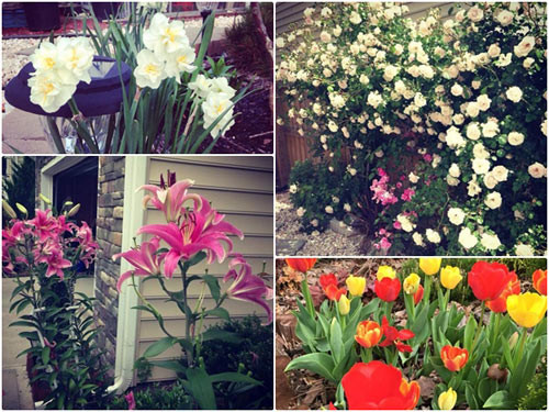 Hiện tại bao quanh khu nhà chị là rất nhiều loại hoa bao gồm hàng rào hoa hồng, hoa tulip, hoa ly, hoa mẫu đơn và những loại hoa trồng ngắn ngày trang trí kiểu Mỹ.