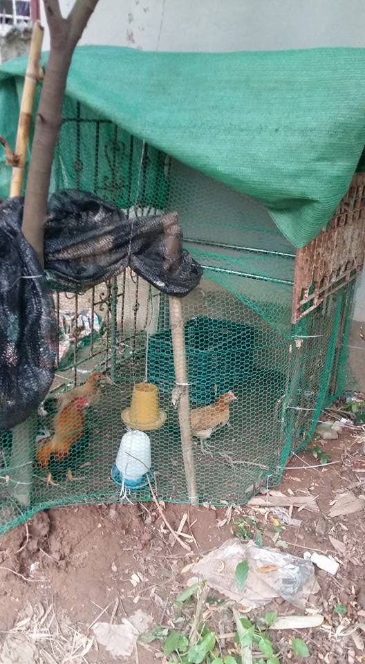 Không chỉ trồng các loại rau xanh, quả sạch mà chị Dung còn thiết kế một chuồng gà ở góc vườn dưới tán cây khế sai trĩu quả.
