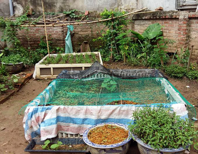 Các loại rau được chị Dung ưu tiên mắc màn là các luống cải, xà lách và cây dưa non mới gieo. Kể về cách thức mắc màn cho rau, chị Dung chia sẻ: "Mình dùng những chiếc màn tuyn màu trắng đã cũ, sau đó, dựng hàng rào xung quanh luống rau, đồng thời cắm que cố định các góc để buộc màn, gần giống với kiểu mình mắc màn đi ngủ chống muỗi đốt".