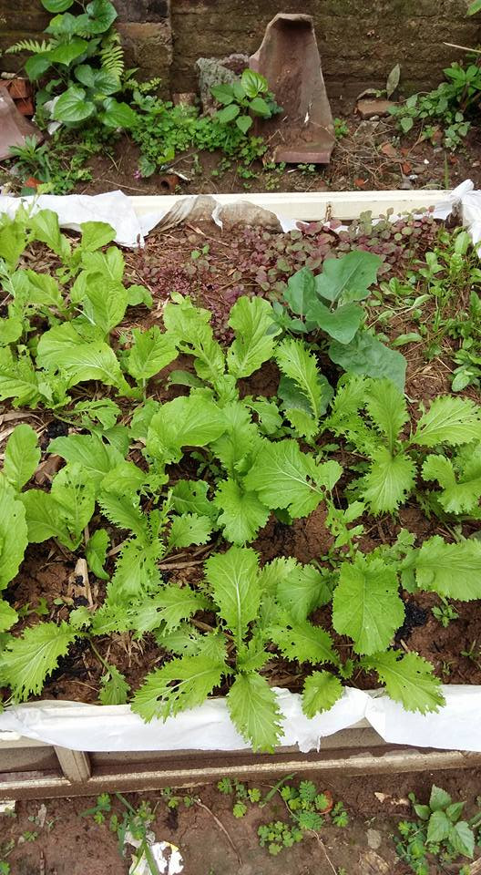 Mùa hè chị trồng nhiều loại rau cải khác nhau như cải mào gà, cải xoăn kale, cải bẹ, cải bó xôi,...Chị Dung tâm sự, thịt bò cuốn lá cải là món ăn mà cả nhà chị đều mê.