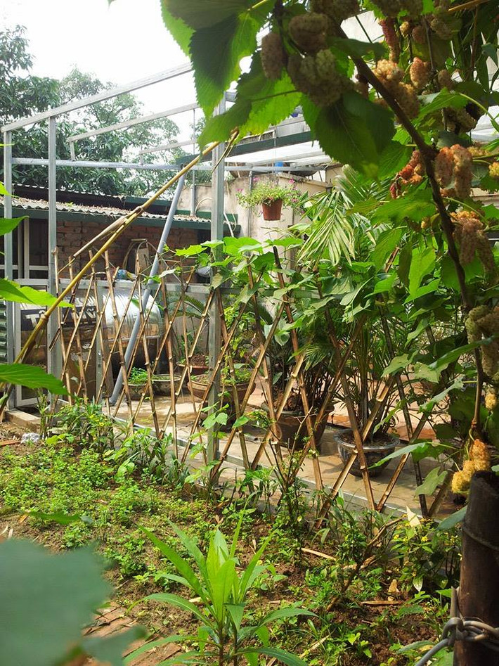 Vì cho con ăn dặm nên khó khăn lớn nhất của chị trong việc trồng rau, quả chính là việc ngừa sâu bệnh cho rau, củ, quả vì chị không muốn sử dụng bất kỳ loại hóa chất nào.