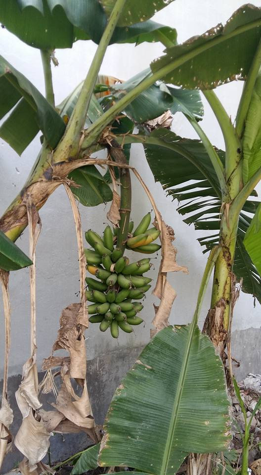 Chuối ngự ở trong vườn.