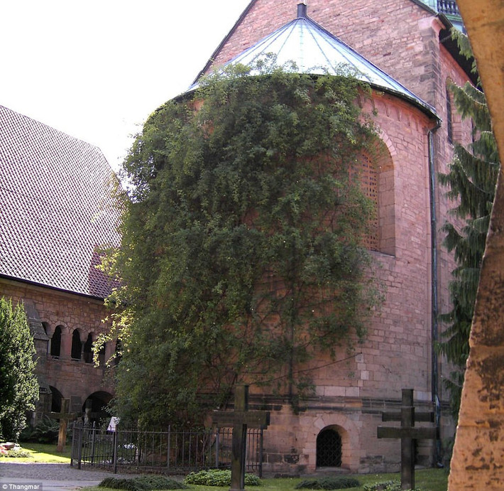 Cây hoa hồng Hildesheim, Đức (1.000 tuổi): Cây hồng nghìn tuổi này leo trên tường của thánh đường Hildesheim, một di sản văn hóa thế giới được UNESCO công nhật. Bụi hồng cao 10 m, thuộc giống hồng cánh đơn. Đây được xem là cây hoa hồng cổ nhất thế giới.