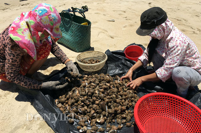 Lựa sơ để phân loại với các loại ốc khác.