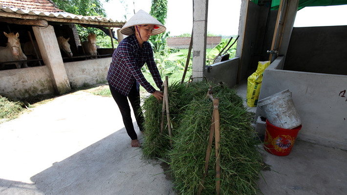Toàn bộ ruộng lúa của gia đình chị Cúc đã chuyển đổi sang trồng cỏ để làm thức ăn cho ngựa bạch. Cũng nhờ chăn nuôi ngựa bạch mà vợ chồng chị đã có tiền đầu tư xây dựng được thêm khu chuồng trại nuôi 5 con lợn nái.