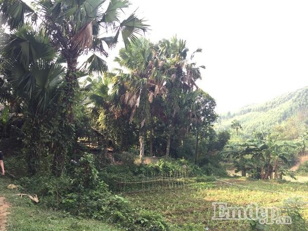 Hai ngày ăn Tết với người Dao, tôi thích thú nhất là học theo đám trẻ trong thôn ỏm cọ. Cọ là một đặc sản đất trời ban tặng cho xứ này. Vô vàn những cây cao vút xoè rộng tán lá tựa như chiếc mũ rộng vành khổng lồ toả bóng mát lành dễ chịu.