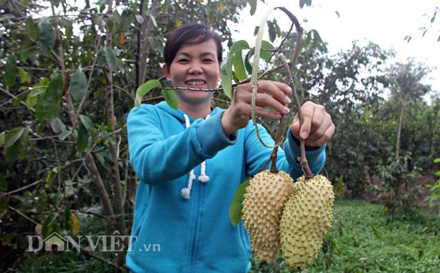 Chị Ướm cho biết, mãng cầu xiêm là 1 trong 5 loại trái cây dùng để chưng trong những ngày Tết. Khi hay có loại mãng cầu xiêm da vàng, nhiều người đã chọn mua thay cho loại trái màu xanh truyền thống. Do là năm đầu tiên làm thử nghiệm nên nhóm của chị Ướm chỉ sản xuất khoảng 800 trái.