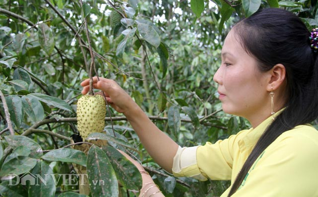 Để có trái mãng cầu da vàng đẹp mắt, nhóm nông dân xã Phú Hữu, huyện Châu Thành, tỉnh Hậu Giang đã sử dụng túi bao trái, có kỹ thuật chăm sóc đặc biệt, bón phân hợp lý.