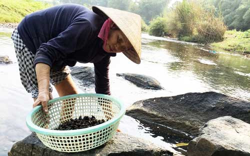 Người dân Trà Bồng đi bắt ốc đá ở ven bờ suối.