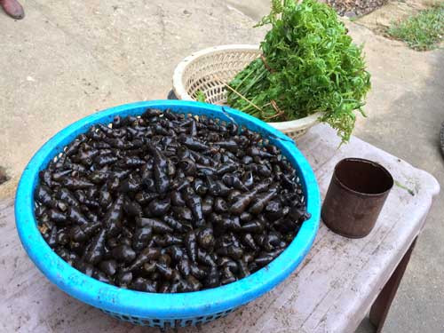 Khổ qua rừng, chuối rừng và ốc đá, rau ranh... mang lại nguồn thu hàng trăm ngàn đồng/ngày/người.