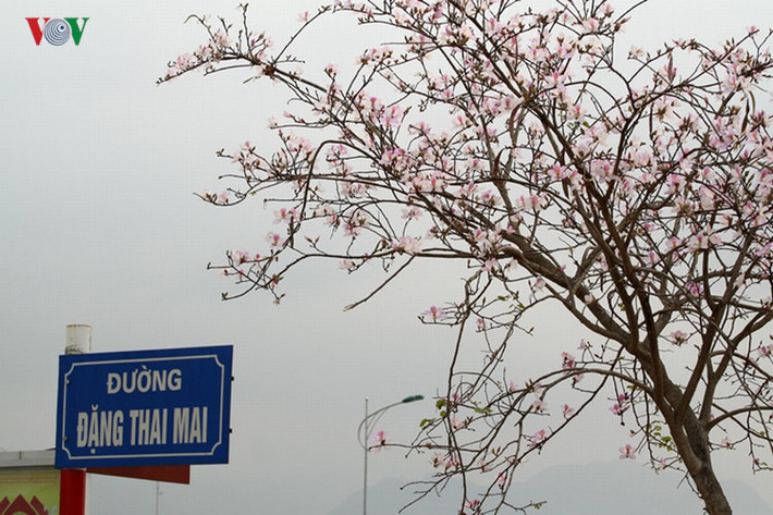 Những năm gần đây, mùa hoa ban thu hút một lượng khách du lịch lớn đến các tỉnh Tây Bắc để ngắm hoa, chụp ảnh.