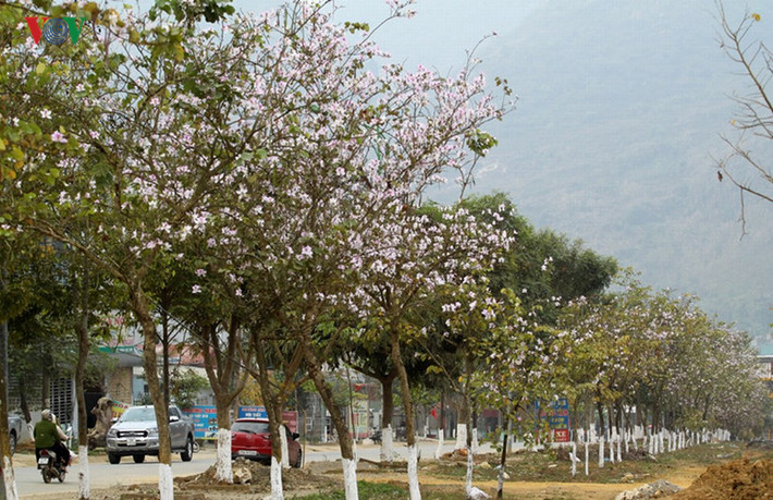 Khi tháng 3 về, màu lá bắt đầu úa vàng rồi rụng, nhường chỗ cho những chùm hoa đung đưa khoe sắc.