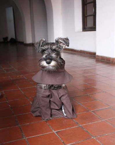 Chú chó được gọi là Friar Bigoton, trong đó “Friar” nghĩa là anh em đạo hữu còn Bigoton nghĩa là râu ria, lông lá. Cái tên đó cho thấy các tu sĩ ở đây thực sự coi người bạn 4 chân này là thành viên chính thức của Tu viện Thánh Francis.