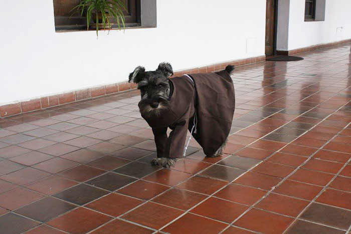 Và dường như ý thức được sự thiêng liêng của tấm áo này, Bigoton tỏ ra rất nghiêm túc khi thực hiện các nhiện vụ của một thầy tu.