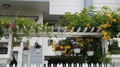 Những cây hoa leo được trang trí trước thềm nhà.