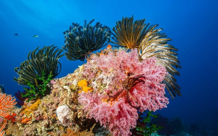 Rạn san hô Great Barrier Reef (Úc) Rạn san hô Great Barrier Reef là hệ thống rạn san hô lớn nhất thế giới, được công nhận là Di sản thiên nhiên thế giới. Nơi đây là nhà của 1500 loài cá khác nhau, 400 loài san hô, 500 loài rong biển. Bạn có thể thoải mái chèo thuyền, lặn biển, bơi cùng những chú cá heo và ngắm san hô rực rỡ sắc màu.