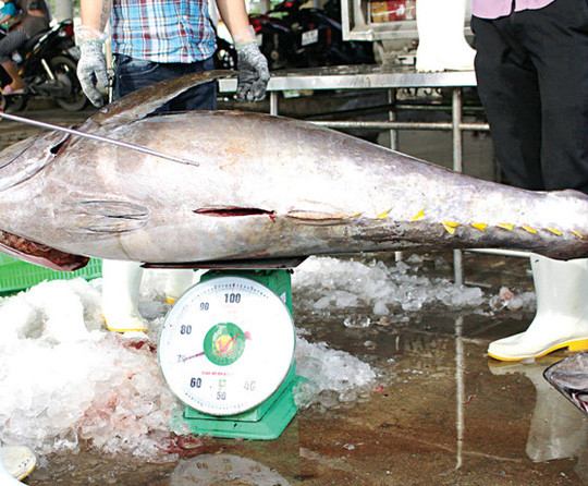 Một con cá ngừ đại dương nặng đến 70kg.