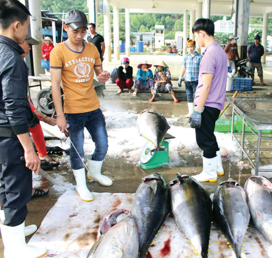 Một thương lái đang dùng que thử chất lượng cá ngừ đại dương trước khi ra giá thu mua.