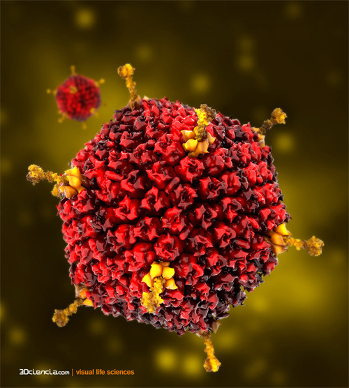 Trong trai, hến có chứa virut Adenovirus có thể gây ra các chứng bệnh ở như tiêu chảy, phát ban và viêm phổi. Virus này làm tăng nguy cơ mắc các chứng viêm nhiễm ở con người.