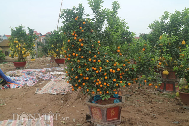 Sản phẩm quất cảnh độc đáo này của nhà vườn P.L (xin không nêu rõ tên theo yêu cầu của nhân vật). Chủ vườn (người xã Tân Tiến, Văn Giang) cho biết, lần đầu tiên nhà vườn uốn tạo được 5 cặp quất gà phục vụ Tết. Đây là thành quả sau 4 năm kỳ công chăm sóc, uốn tỉa. Nhờ đẹp lạ, chỉ trong hai ngày bung hàng, chủ vườn đã bán được 4 cặp quất gà với giá 5 triệu đồng/cặp. Chiều ngày 15.1, cặp quất gà còn lại khiến nhiều người qua đường thích thú.
