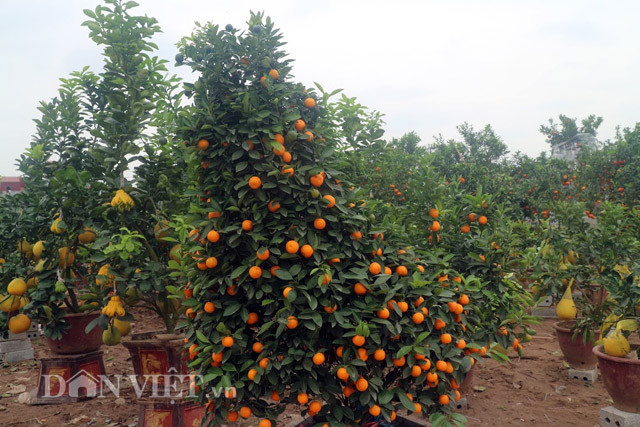 Người chủ đặt cặp quất gà trống, mái “chầu” trong chậu cảnh trước hàng chục cây cam, bưởi cảnh… như chào đón khách thăm vườn.