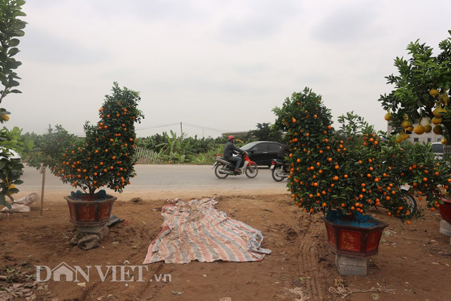 Từ những cây quất phôi đã tuyển chọn, chủ vườn phải “nuôi” cây lớn, tỉa, xén, “guột mã” liên tục trong những năm đầu. Đến năm thứ tư, người chủ chăm sóc, theo dõi sát sao, lựa chọn thời điểm thích hợp để “bắt” cây đậu quả kịp vụ Tết.