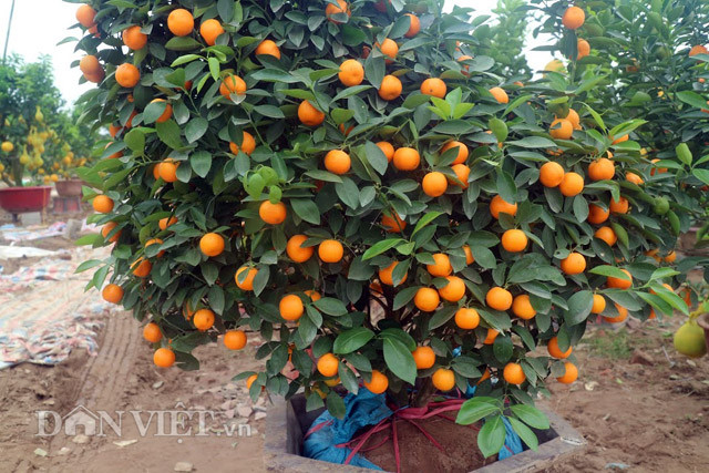 Vị chủ vườn cũng cho hay, do chỉ làm thử nghiệm, thăm dò thị trường nên số lượng quất gà của nhà vườn không nhiều. Đặc biệt, việc tạo hình “nuôi” lên những “con gà” lớn như này là cả quá trình gian nan với hàng chục công đoạn kỹ thuật.