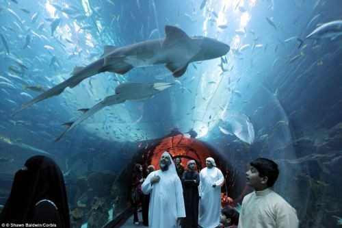 Cá mập tại thủy cung. (Ảnh: Shawn Baldwin/Corbis)
