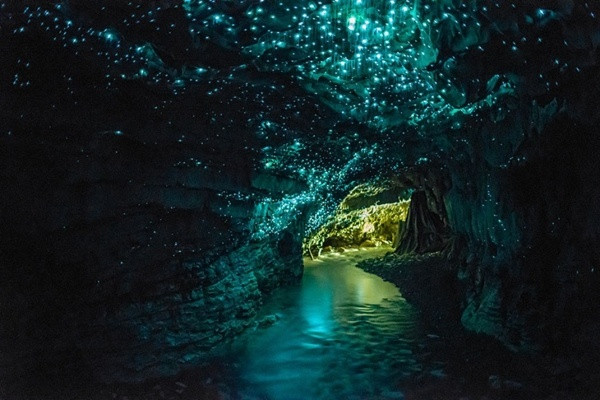 2. Hang đom đóm, New Zealand Sự hấp dẫn chính của điểm đến thần tiên này là hàng ngàn con đom đóm, tạo nên những lối đi sáng đẹp lung linh. Du khách đến đây sẽ có cảm tưởng đang đi dưới bầu trời sao đêm.