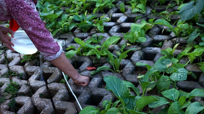 Mỗi ô vuông to chừng một nắm tay, vừa vặn trồng được 1 cây rau.