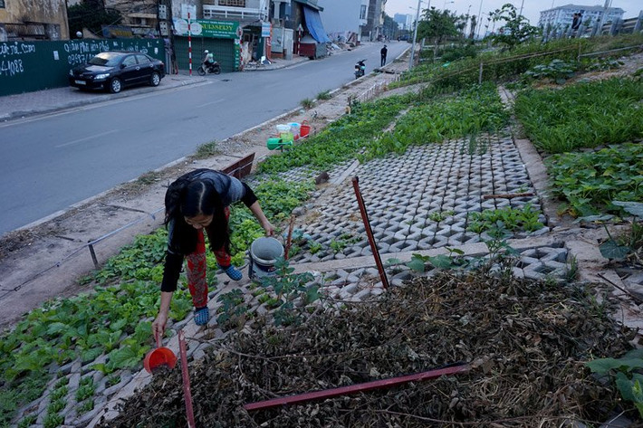 Cô Hồng, nhà ở đường Bưởi, đang bón phân cho vườn rau cho biết, phải mua đất đổ vào từng ô rồi mới gieo hạt.