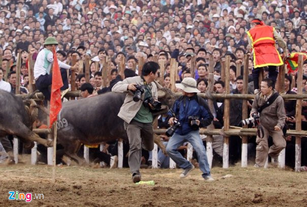 Cảnh khiến giới phóng viên ảnh nhớ mãi rồi "cạch đến già" năm 2009 là một pha trâu hung tợn chạy sát bờ rào lao về phía các tay máy. Nhiều người chạy tán loạn bởi khi trâu đang hung hăng nó có thể húc bất cứ ai.
