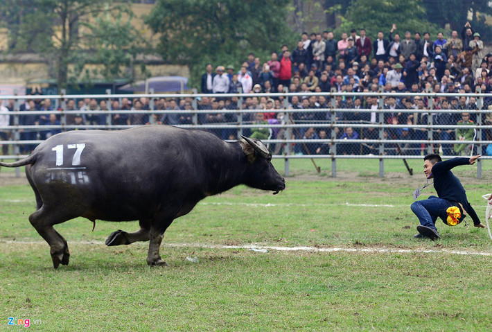 Tình huống tại lễ hội chọi trâu Phúc Thọ (Hà Nội) sáng 14/3/2015, nhiều trâu thua trận lao thẳng vào các chủ trâu .