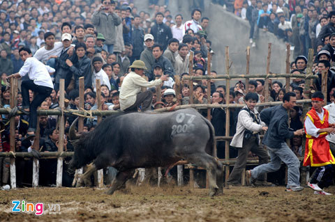 Giải pháp nhanh nhất, an toàn hơn cả là leo cao lên rào. Nếu càng chạy vào giữa sân càng nguy hiểm.