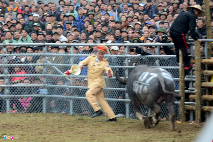Chiến sĩ CSGT bị trâu đuổi tại lễ hội ở Phúc Thọ năm 2014.