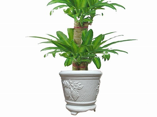 Tuất: Cây phát tài Người tuổi Tuất có tài vận ổn định và không tiêu xài phung phí. Cây phát tài loại cây sẽ giúp con giáp này tích lũy tiền bạc và không bỏ qua các thời cơ.