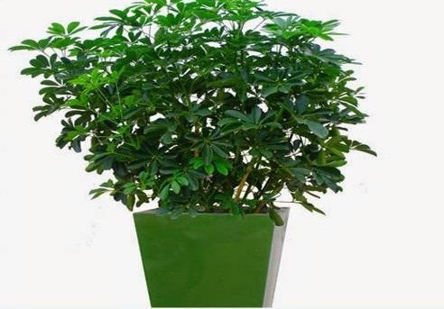 Dần: Cây ngũ gia bì Một cây ngũ gia bì sẽ giúp cho người tuổi Dần ổn định con đường làm giàu, mang đến may mắn cũng như thịnh vượng. Trong 12 con giáp, người tuổi Dần thường không quá xem trọng tiền bạc nhưng dám mạo hiểm và biết cách kiếm ra nhiều tiền.