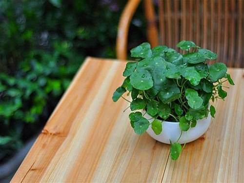 Tỵ: Cây rau má Một chậu rau má ở cửa sổ sẽ giúp người tuổi Tỵ nâng cao tài vận và tăng cường khả năng quyết đoán, phân tích. Người tuổi Tỵ thường có nhiều vận may và hay được quý nhân phù trợ. Hãy biết tận dụng các cơ hội này.