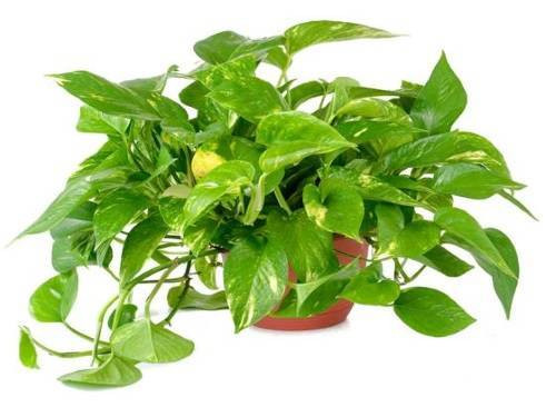Ngọ: Cây trầu bà Tuổi Ngọ có vận thế tốt, dễ thành công trong việc kinh doanh. Tuy nhiên, cũng nên cẩn trọng để tránh thua lỗ. Một chậu trầu bà ở nơi làm việc là cách để giúp bạn giữ tài khí.