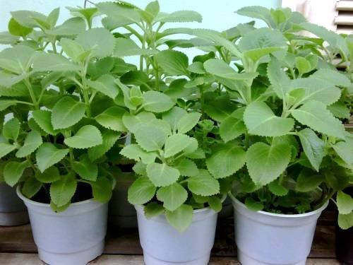 Hợi: Cây húng chanh Người tuổi Hợi thường có cuộc sống sung túc nhưng cũng hay tiêu xài xa xỉ. Hãy dặt cây húng chanh trên bàn làm việc để giúp bạn tiêu tiền có lý trí hơn. Bạn nên thường xuyên sờ vào lá để phát huy công hiệu của cây.