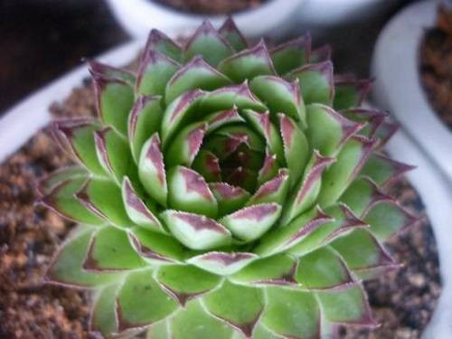 Dậu: Cây sen đá Người tuổi Dậu sẽ có tài lộc thịnh vượng suốt đời, nếu thiếu thốn cũng sẽ có người đến giúp. Một cây sen đá trong phòng khách là cách để bạn giữ tài lộc cũng như kêu gọi được sự giúp đỡ của quý nhân.