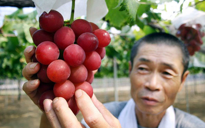 Nho Ruby Romance hấp dẫn bởi màu đỏ mịn, vị ngọt và hương thơm vô cùng hấp dẫn. Chùm 30 quả có giá 5.400 USD (khoảng 118 triệu đồng). (Ảnh: jvgroup).