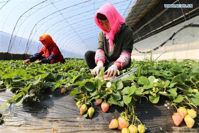 Loại này có màu lạ, ăn lại khá đặc biệt, giá tại cửa hàng là 1,5 triệu đồng một hộp loại 500gr. (Ảnh: Kienthuc