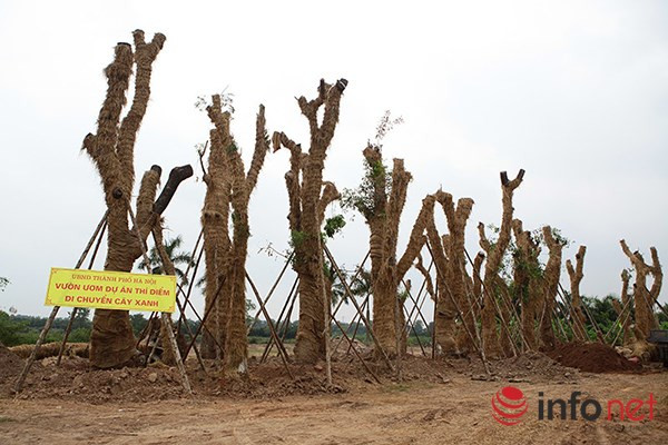 Sau khi cắt tỉa, đánh gốc, hàng cây cổ thụ trên đường Kim Mã đã được di dời về vườn ươm xã Đa Tốn (huyện Gia Lâm, Hà Nội).