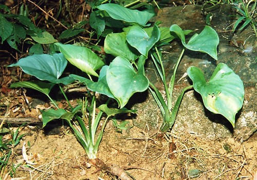Cây thiên niên kiện Thiên niên kiện là loại cây có thân rễ mập, bò dài, lá mọc từ thân rễ, phiến lá sáng bóng. Loại cây này có thể hút khí CO và formaldehyde.